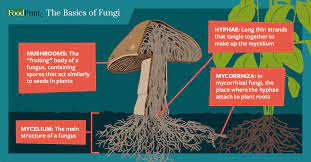 Figuring-Out-Fungi.jpeg
