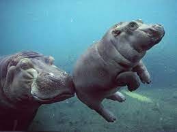 Hippos.jpeg
