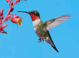 Hummingbirds.jpeg