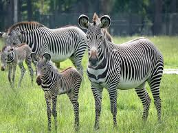 Zebras.jpeg