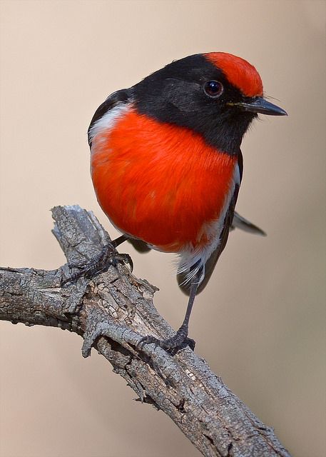 A Red Robin